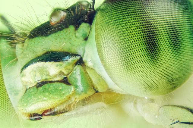 人类是微生物1亿倍，是否意味着宇宙存在比人类大1亿倍的生物？951 / 作者:静静的读你 / 帖子ID:45160