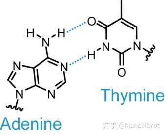 量子力学适用于 DNA 尺度的分子吗？895 / 作者:BKrJSNCZ / 帖子ID:45475