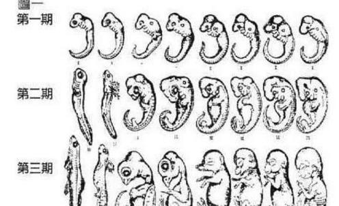 进化论是最大谎言？千名科学家联名发言，人类起源和古猿猴无关？489 / 作者:nestnall / 帖子ID:45811