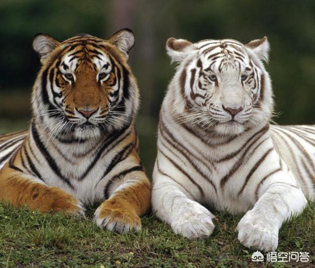 量子力学中的“薛定谔的猫”是不是有点扯淡？你怎么看？333 / 作者:eromy / 帖子ID:46141