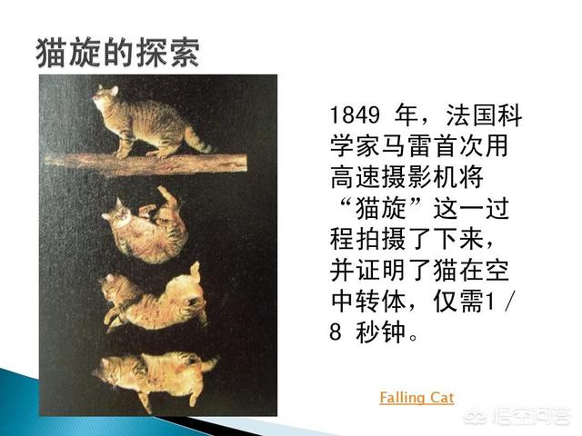 量子力学中的“薛定谔的猫”是不是有点扯淡？你怎么看？243 / 作者:eromy / 帖子ID:46141
