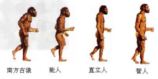 人类是如何进化成两足行走的？科学家深入研究，最终给出答案304 / 作者:daomei / 帖子ID:46212