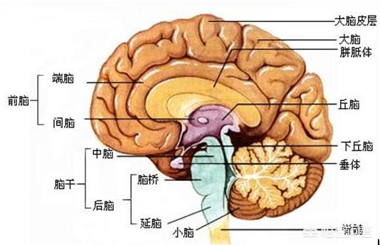 右脑思维开发有哪些好方法？80 / 作者:a88225573 / 帖子ID:46808