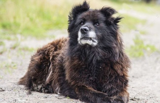 世界十大猛犬排行榜 战斗力爆表的凶猛犬种！283 / 作者:UFO外星人爱好者 / 帖子ID:47226