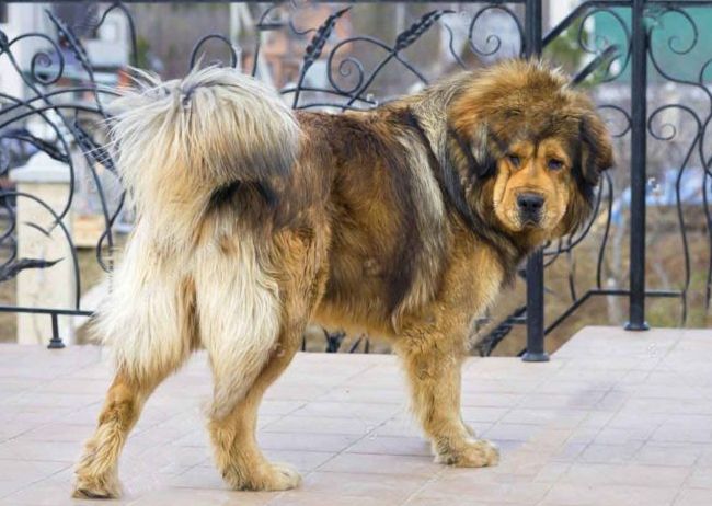 世界十大猛犬排行榜 战斗力爆表的凶猛犬种！171 / 作者:UFO外星人爱好者 / 帖子ID:47226