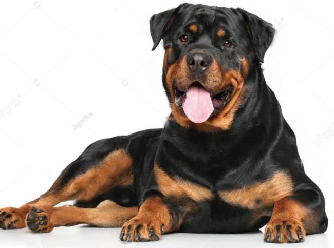 世界十大猛犬排行榜 战斗力爆表的凶猛犬种！184 / 作者:UFO外星人爱好者 / 帖子ID:47226