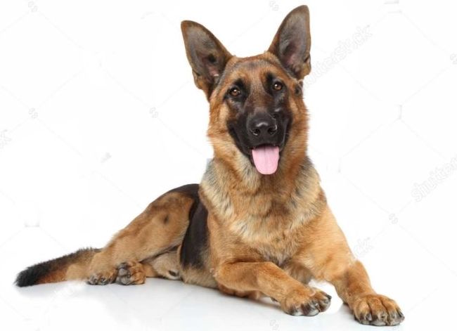 世界十大猛犬排行榜 战斗力爆表的凶猛犬种！44 / 作者:UFO外星人爱好者 / 帖子ID:47226