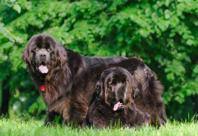 世界十大猛犬排行榜 战斗力爆表的凶猛犬种！875 / 作者:UFO外星人爱好者 / 帖子ID:47226