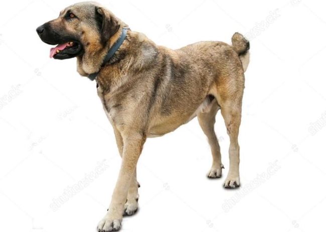 世界十大猛犬排行榜 战斗力爆表的凶猛犬种！304 / 作者:UFO外星人爱好者 / 帖子ID:47226
