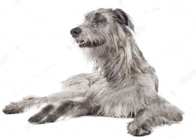 世界十大猛犬排行榜 战斗力爆表的凶猛犬种！321 / 作者:UFO外星人爱好者 / 帖子ID:47226