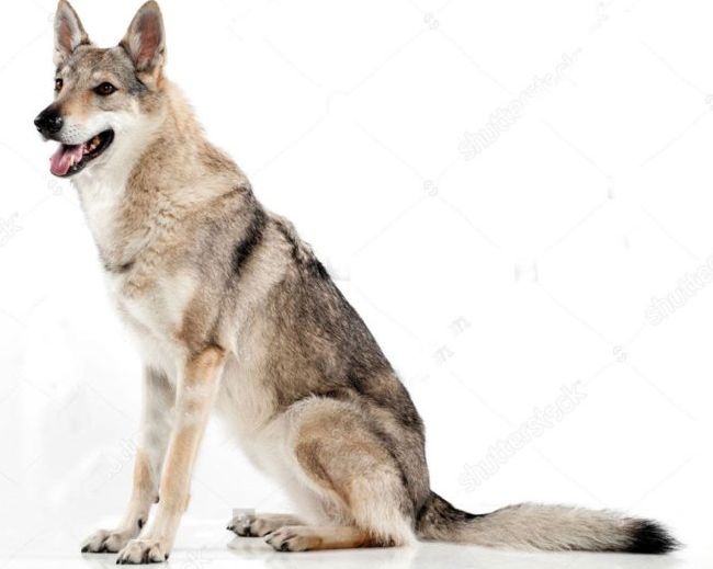 世界十大猛犬排行榜 战斗力爆表的凶猛犬种！686 / 作者:UFO外星人爱好者 / 帖子ID:47226