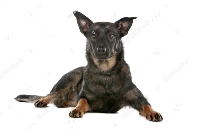 世界十大猛犬排行榜 战斗力爆表的凶猛犬种！777 / 作者:UFO外星人爱好者 / 帖子ID:47226