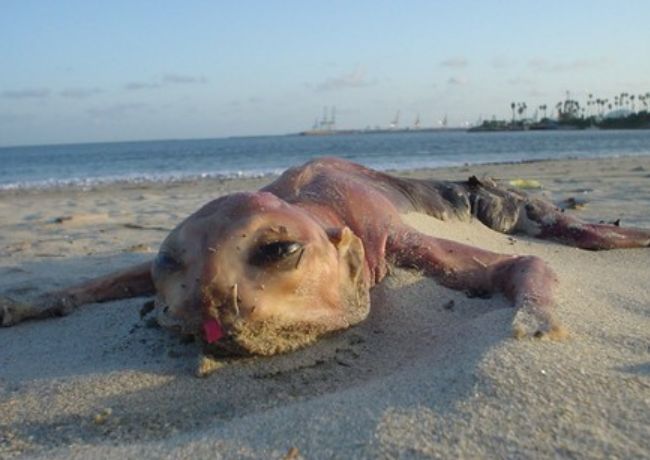 世界十大神秘生物 像谜一样的神秘生物512 / 作者:UFO外星人爱好者 / 帖子ID:47216