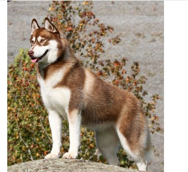 世界十大猛犬 排行第八的都可以与狮子搏斗250 / 作者:UFO外星人爱好者 / 帖子ID:47215