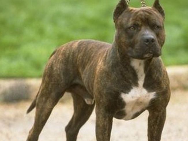 世界上十大猛犬 獒犬排第八743 / 作者:UFO外星人爱好者 / 帖子ID:47213