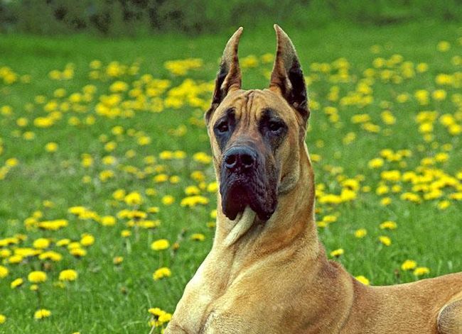 世界上十大猛犬 獒犬排第八897 / 作者:UFO外星人爱好者 / 帖子ID:47213