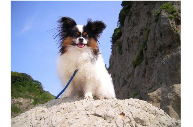世界十大最聪明犬种 牧羊犬最聪明253 / 作者:UFO外星人爱好者 / 帖子ID:47211