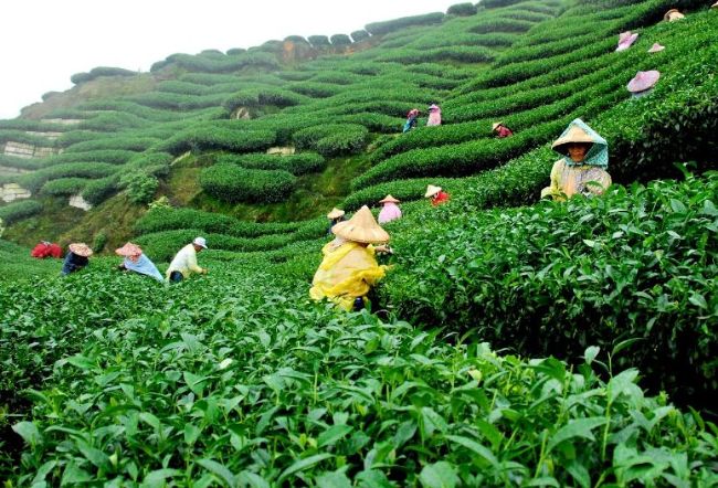 世界十大茶叶生产国 蹦养生迪不如来喝茶510 / 作者:UFO外星人爱好者 / 帖子ID:47343
