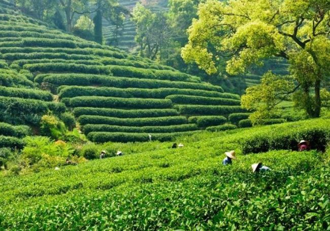 世界十大茶叶生产国 蹦养生迪不如来喝茶266 / 作者:UFO外星人爱好者 / 帖子ID:47343