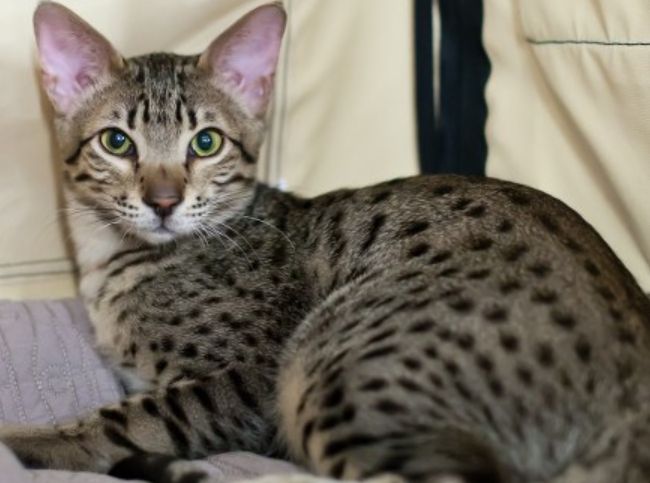 世界上最贵的十大猫品种 阿瑟拉猫（售价66万人民币）位居第一889 / 作者:UFO外星人爱好者 / 帖子ID:47208