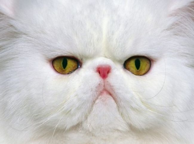 世界上最贵的十大猫品种 阿瑟拉猫（售价66万人民币）位居第一252 / 作者:UFO外星人爱好者 / 帖子ID:47208