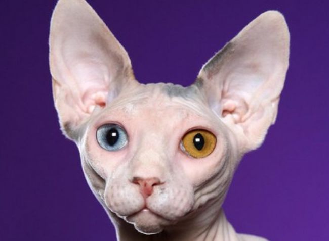世界上最贵的十大猫品种 阿瑟拉猫（售价66万人民币）位居第一341 / 作者:UFO外星人爱好者 / 帖子ID:47208