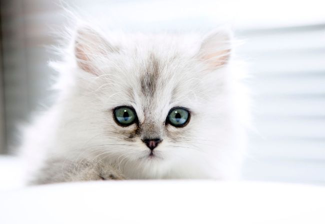世界上最漂亮的十大猫品种 波斯猫排在第一609 / 作者:UFO外星人爱好者 / 帖子ID:47207