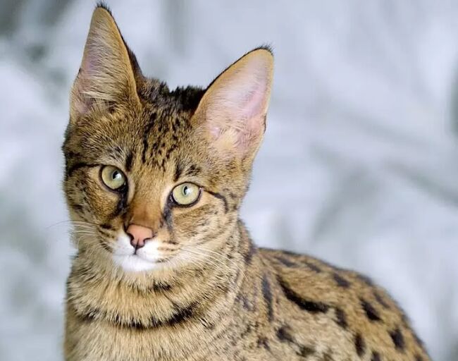 世界上最大的猫TOP10 缅因库恩猫最高体重可达25磅959 / 作者:UFO外星人爱好者 / 帖子ID:47192