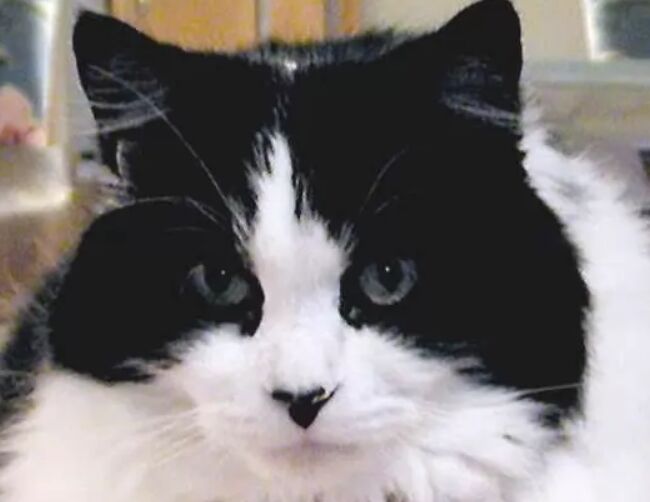 世界上最大的猫TOP10 缅因库恩猫最高体重可达25磅936 / 作者:UFO外星人爱好者 / 帖子ID:47192