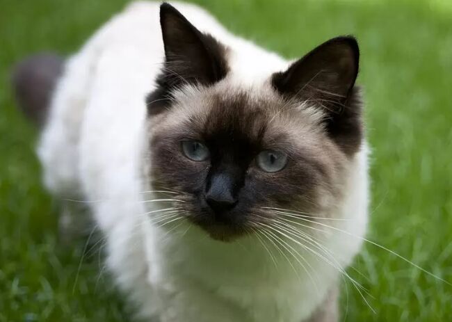 世界上最大的猫TOP10 缅因库恩猫最高体重可达25磅363 / 作者:UFO外星人爱好者 / 帖子ID:47192