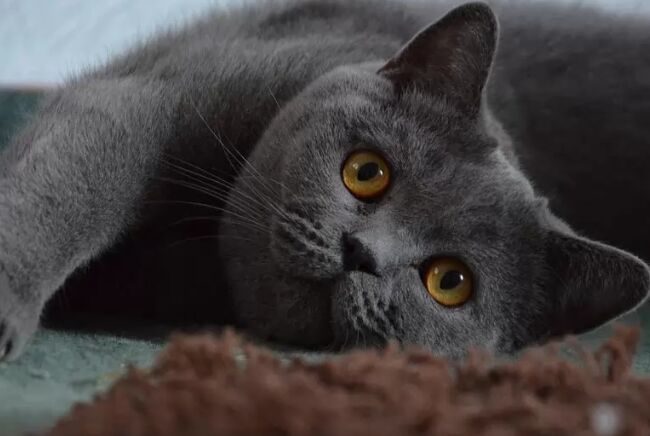 世界上最大的猫TOP10 缅因库恩猫最高体重可达25磅126 / 作者:UFO外星人爱好者 / 帖子ID:47192
