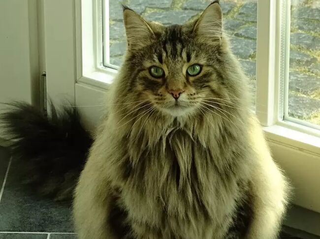 世界上最大的猫TOP10 缅因库恩猫最高体重可达25磅32 / 作者:UFO外星人爱好者 / 帖子ID:47192