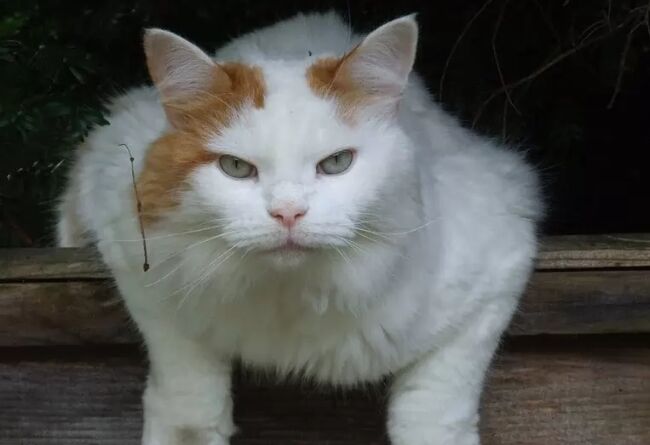 世界上最大的猫TOP10 缅因库恩猫最高体重可达25磅549 / 作者:UFO外星人爱好者 / 帖子ID:47192