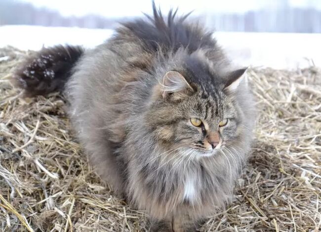 世界上最大的猫TOP10 缅因库恩猫最高体重可达25磅498 / 作者:UFO外星人爱好者 / 帖子ID:47192