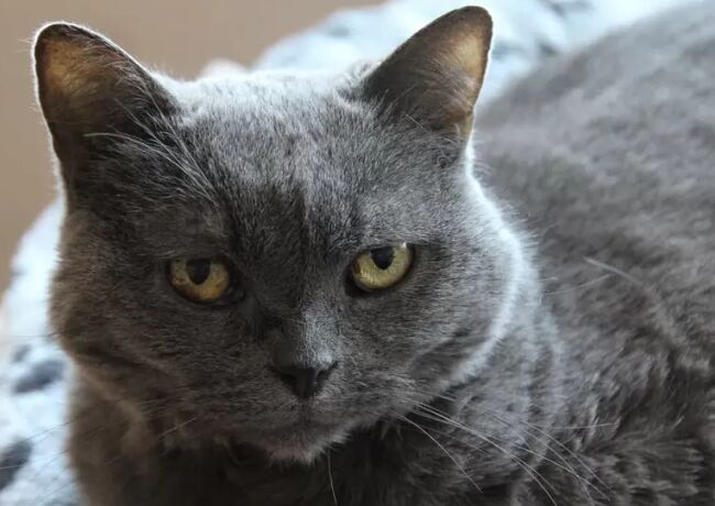 世界上最大的猫TOP10 缅因库恩猫最高体重可达25磅755 / 作者:UFO外星人爱好者 / 帖子ID:47192