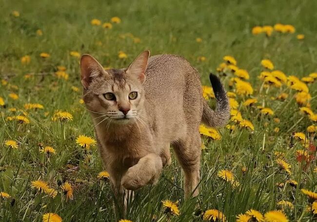世界上最大的猫TOP10 缅因库恩猫最高体重可达25磅579 / 作者:UFO外星人爱好者 / 帖子ID:47192