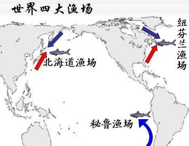 世界四大渔场 纽芬兰渔场已成为历史21 / 作者:UFO外星人爱好者 / 帖子ID:47304