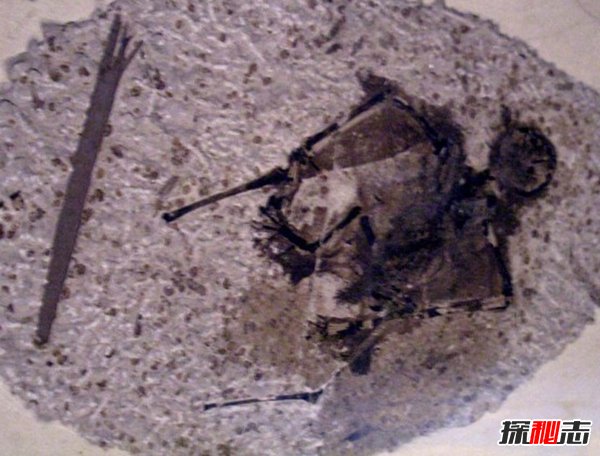 已灭绝的十大最强怪物 幸好这些动物灭绝了(令人不安)380 / 作者:伤我心太深 / 帖子ID:47561
