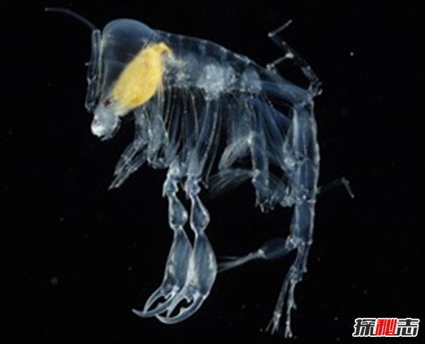 深海里的生物越深越可怕?揭秘深海里可怕的十大生物448 / 作者:伤我心太深 / 帖子ID:47562