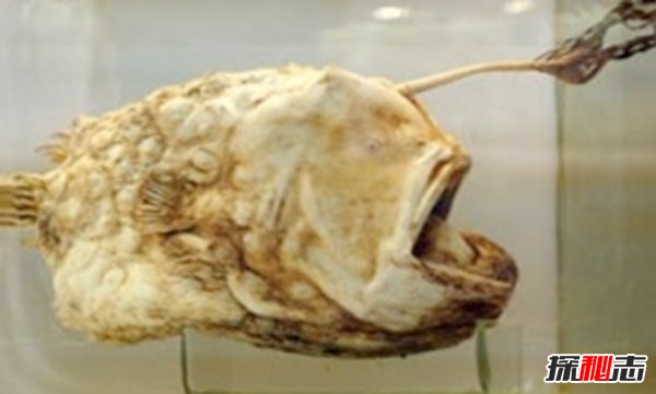 深海里的生物越深越可怕?揭秘深海里可怕的十大生物674 / 作者:伤我心太深 / 帖子ID:47562