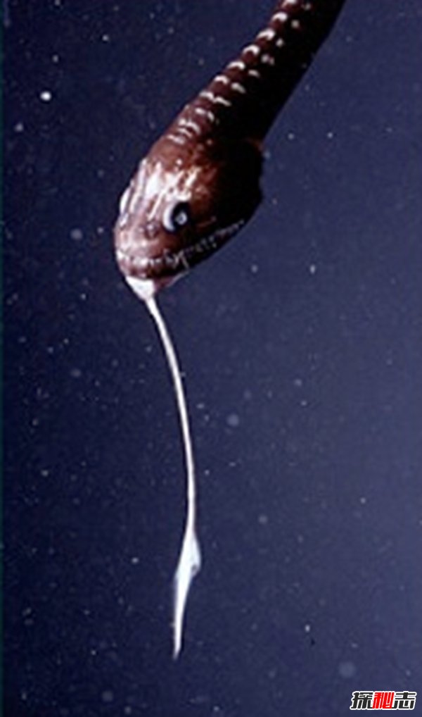 深海里的生物越深越可怕?揭秘深海里可怕的十大生物904 / 作者:伤我心太深 / 帖子ID:47562