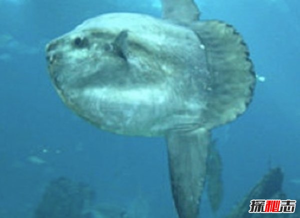 深海里的生物越深越可怕?揭秘深海里可怕的十大生物457 / 作者:伤我心太深 / 帖子ID:47562