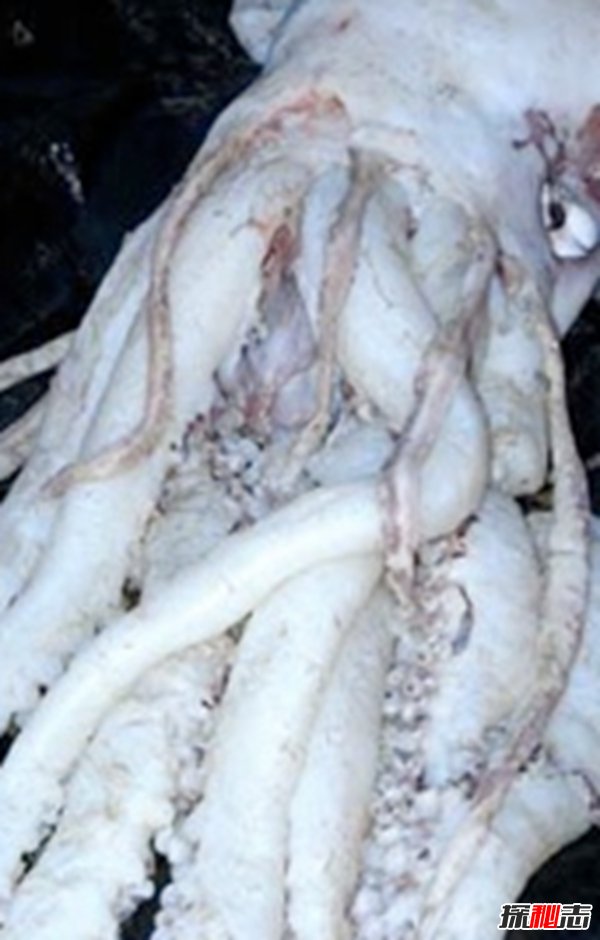 深海里的生物越深越可怕?揭秘深海里可怕的十大生物276 / 作者:伤我心太深 / 帖子ID:47562