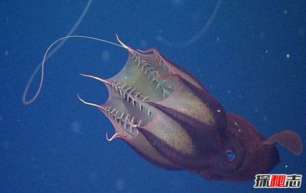深海里的生物越深越可怕?揭秘深海里可怕的十大生物652 / 作者:伤我心太深 / 帖子ID:47562