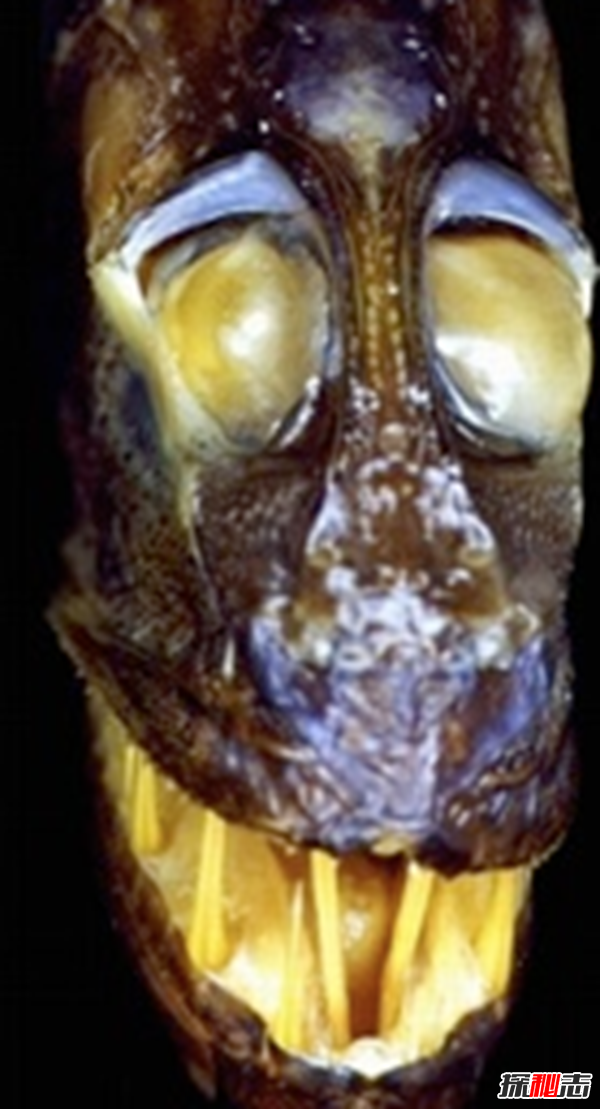 深海里的生物越深越可怕?揭秘深海里可怕的十大生物357 / 作者:伤我心太深 / 帖子ID:47562