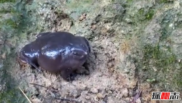 最古老的还活着的10大生物 个个堪称活化石(令人吃惊)880 / 作者:伤我心太深 / 帖子ID:47567