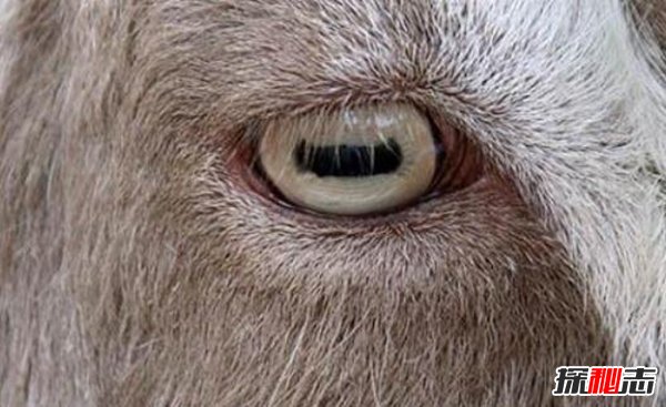 世界上竖瞳孔的人 竖瞳人类真的有吗（竖瞳、横瞳区别）941 / 作者:UFO外星人爱好者 / 帖子ID:47534