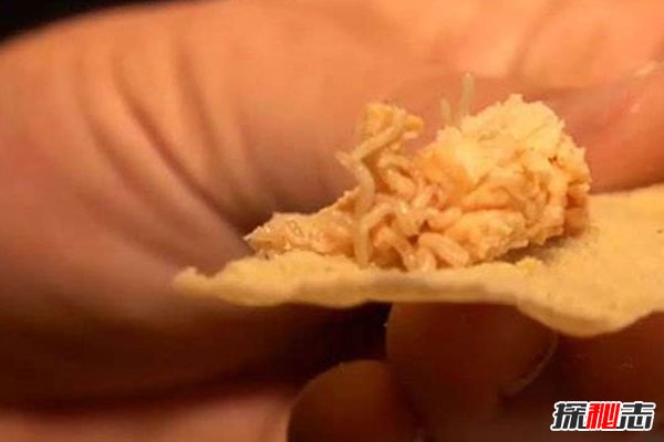 意大利活蛆乳酪有人吃过吗，堪称世界上最恶心的食物684 / 作者:UFO外星人爱好者 / 帖子ID:47535