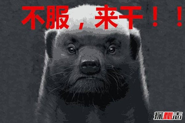 平头哥十大格言：一个字就是干，平头哥为什么谁都不怕951 / 作者:UFO外星人爱好者 / 帖子ID:47540