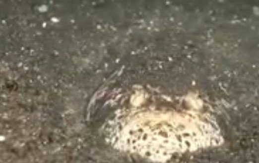 世界上有哪些怪鱼?盘点10种让人害怕的鱼类240 / 作者:伤我心太深 / 帖子ID:47615